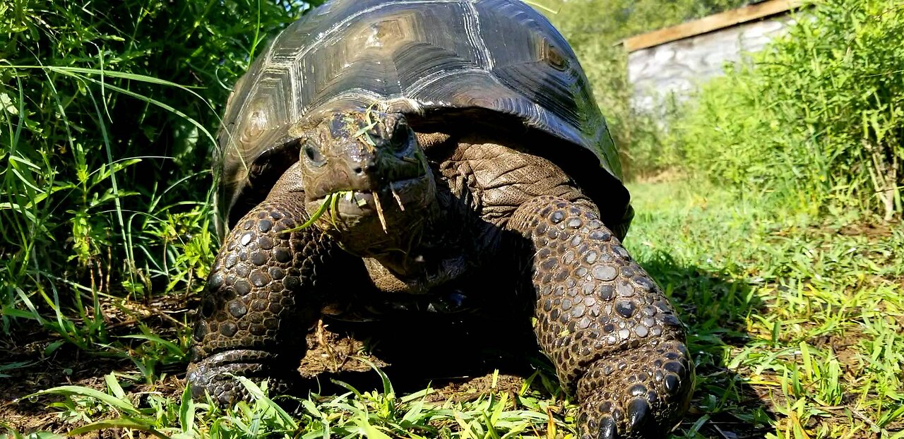 A Tortoise with a short attention span.