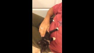 Wild Kitten gets some love