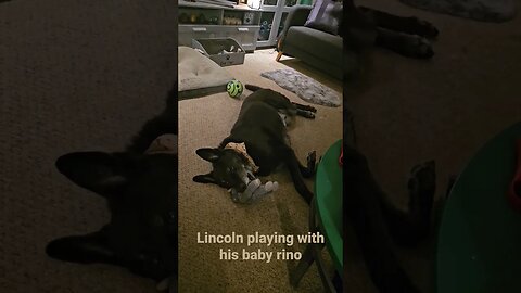 Lincoln...our 120 pound German Shepard playing with his baby Rino.