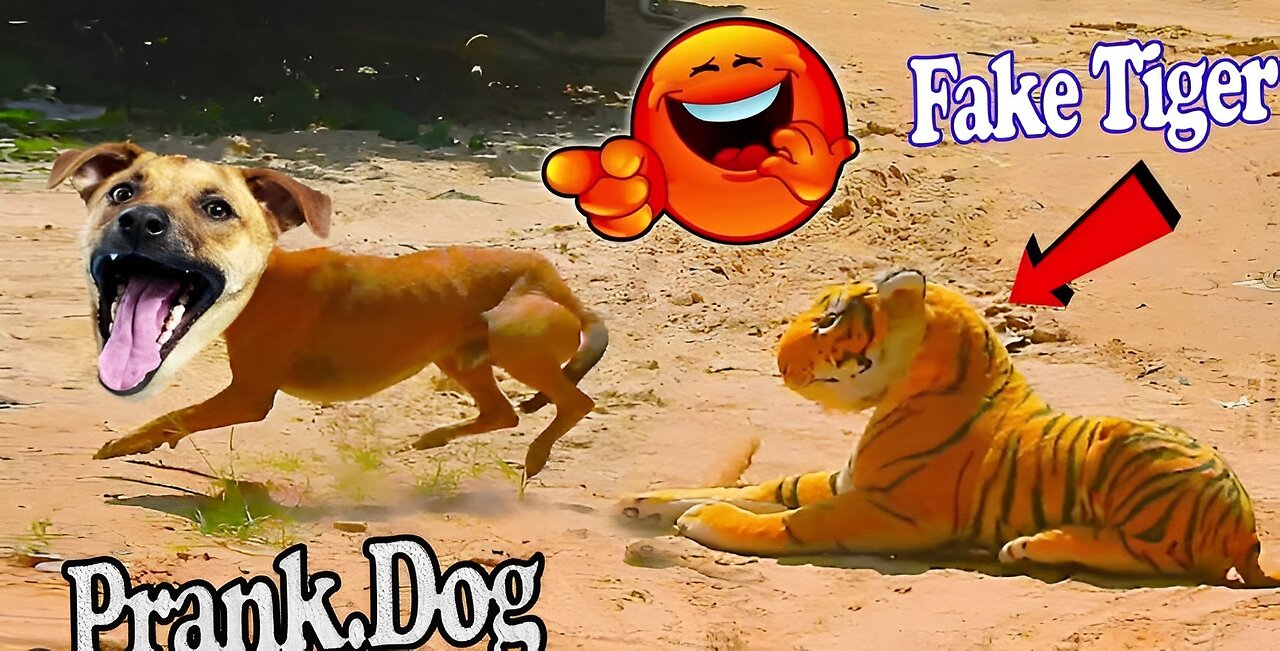 Fake Lion and Fake Tiger Prank To dog & Huge Box to dog