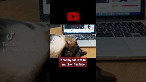 What my cat likes to watch on YouTube