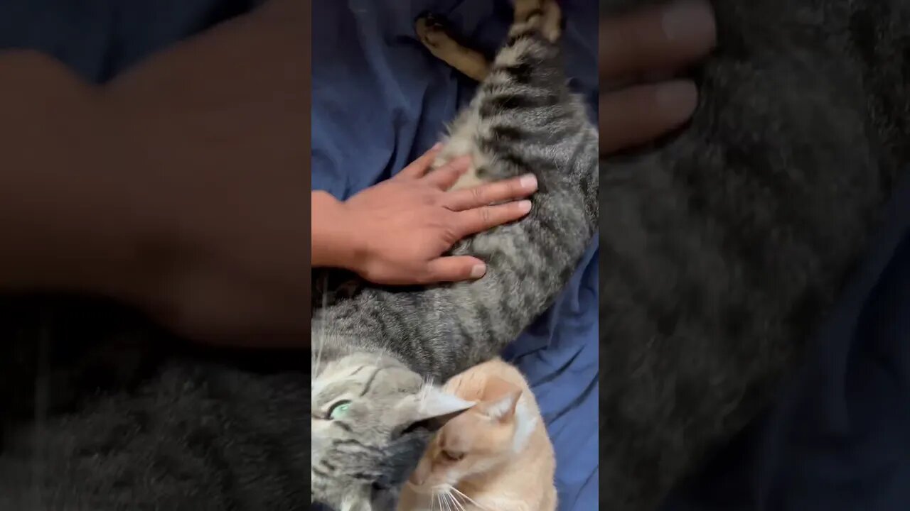 Triple belly rubs!