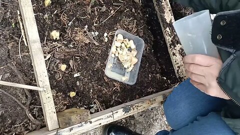 Planting The Ends Of Spring Onions & Leeks 🧅🌱 #garden #community #blessed #ukprepping #prepping