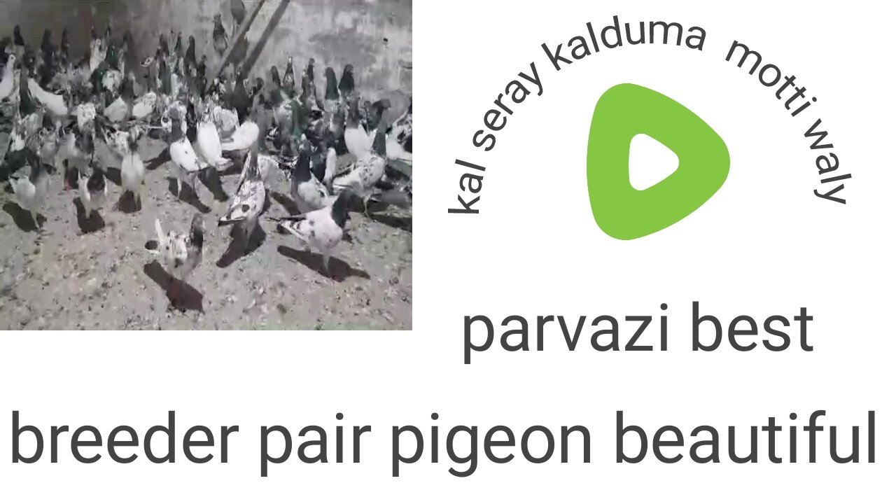 Kal sery kal dum parvazi pigeon best flying