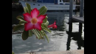 Florida's Fabulous Florals and Foliage