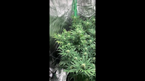 4th week of flower