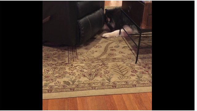 Dog struggles to fetch ball under rocking recliner