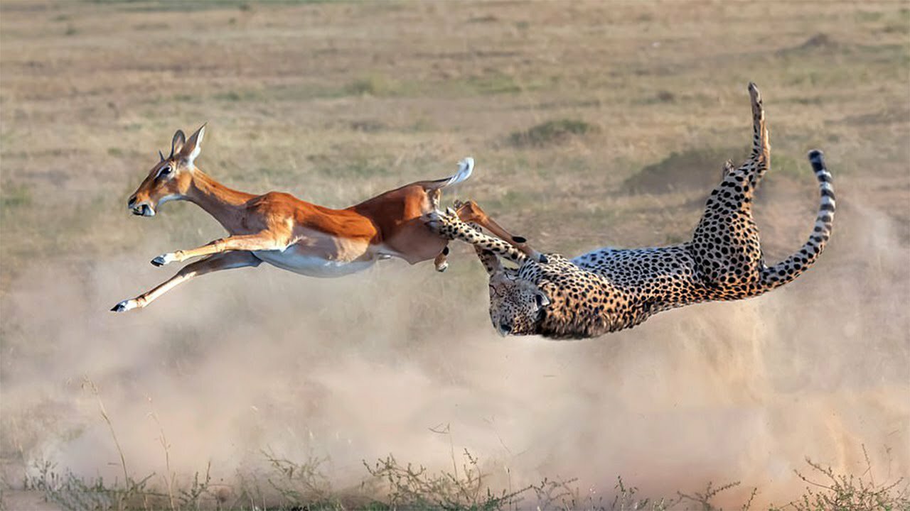 Best Cheetah Hunting Compilation