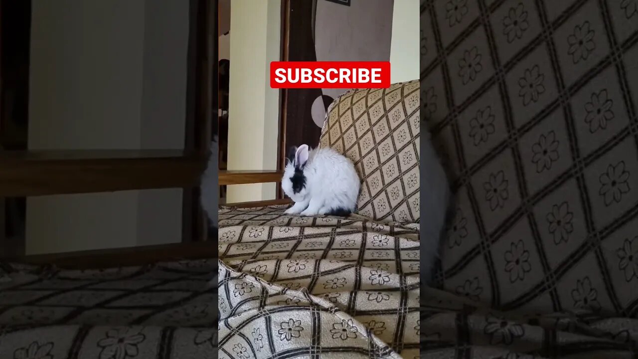 Rabbit 🐇 After Bath // How Fast Rabbit run ? // Khargos #shorts #shortvideo #vlogs #sambalpuri