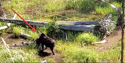 Moose on the Loose Enjoys Some Lunch (Northwest Montana)