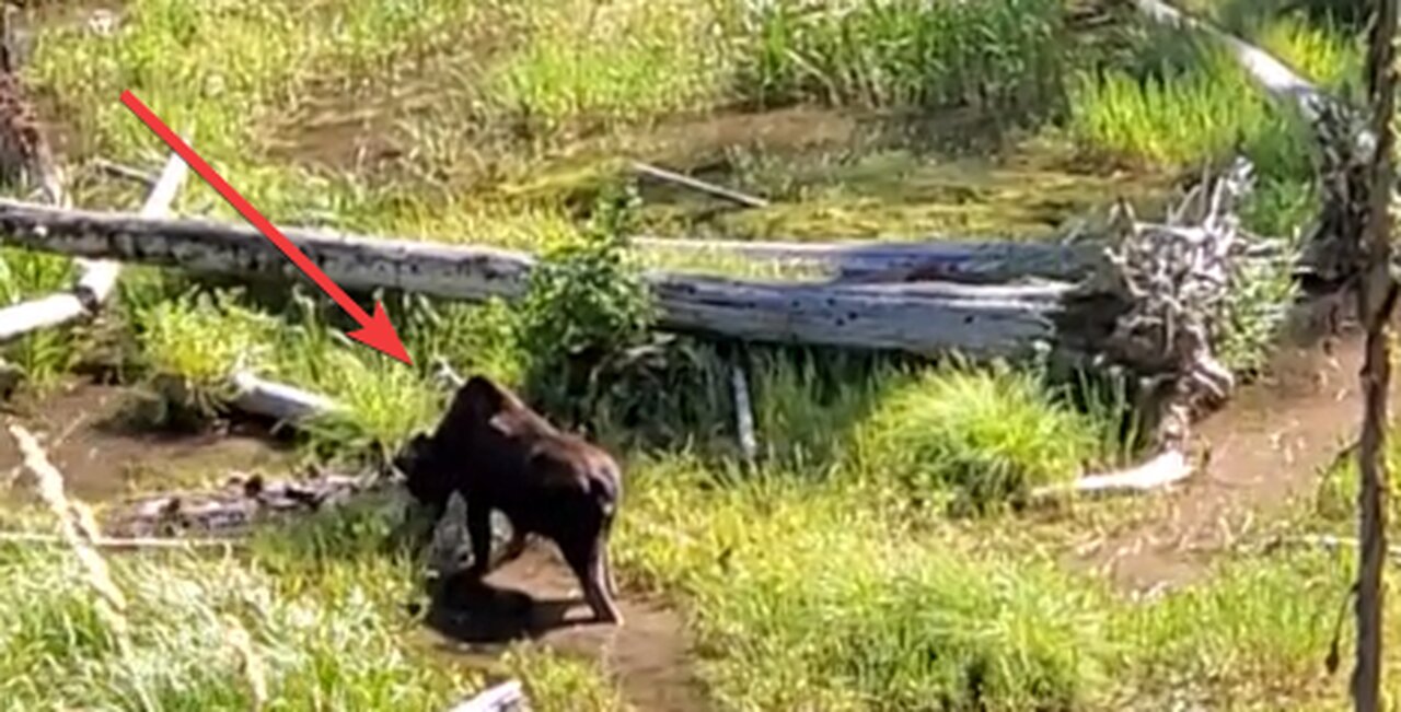 Moose on the Loose Enjoys Some Lunch (Northwest Montana)