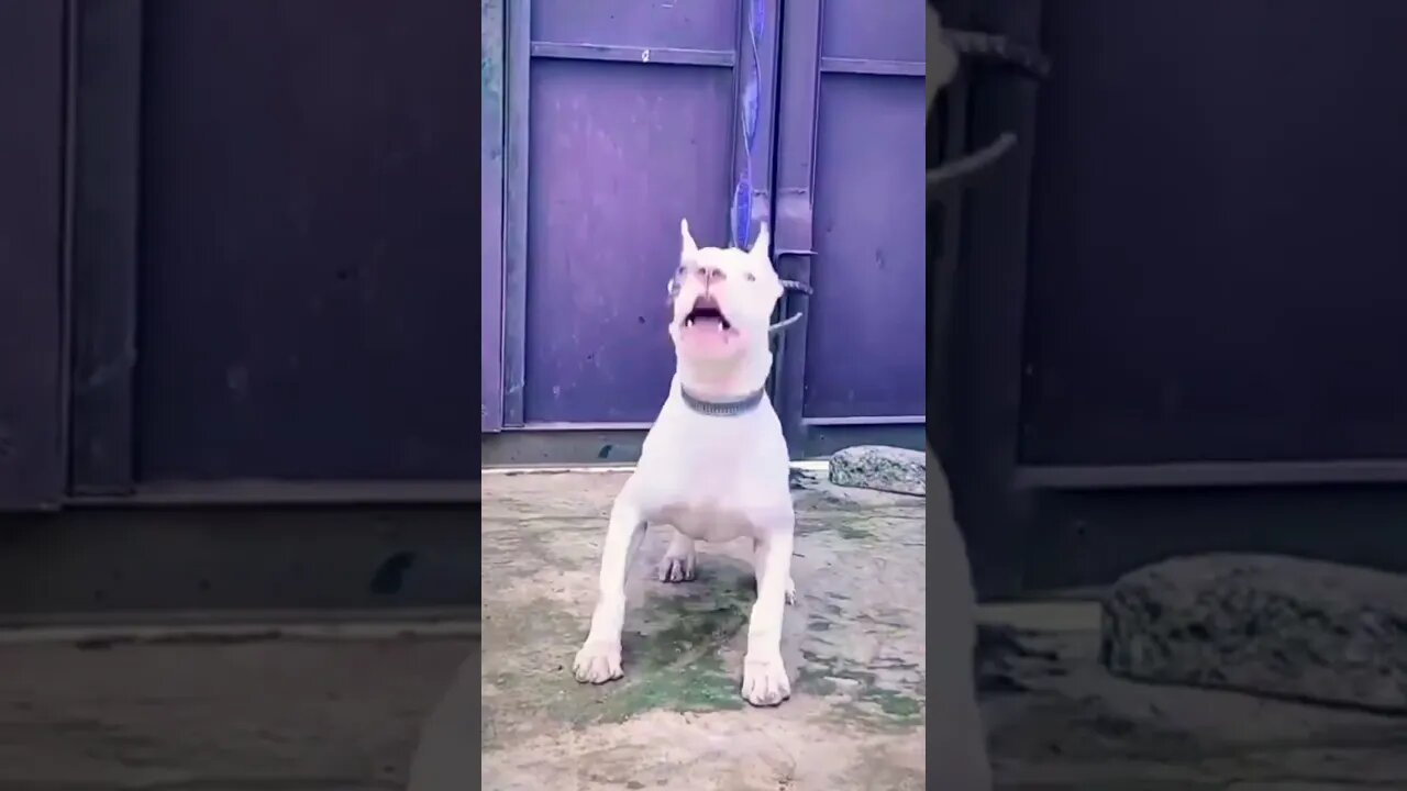 white Barking Pitbull #shorts #dog #dogbarking #viral #pitbull #doglover