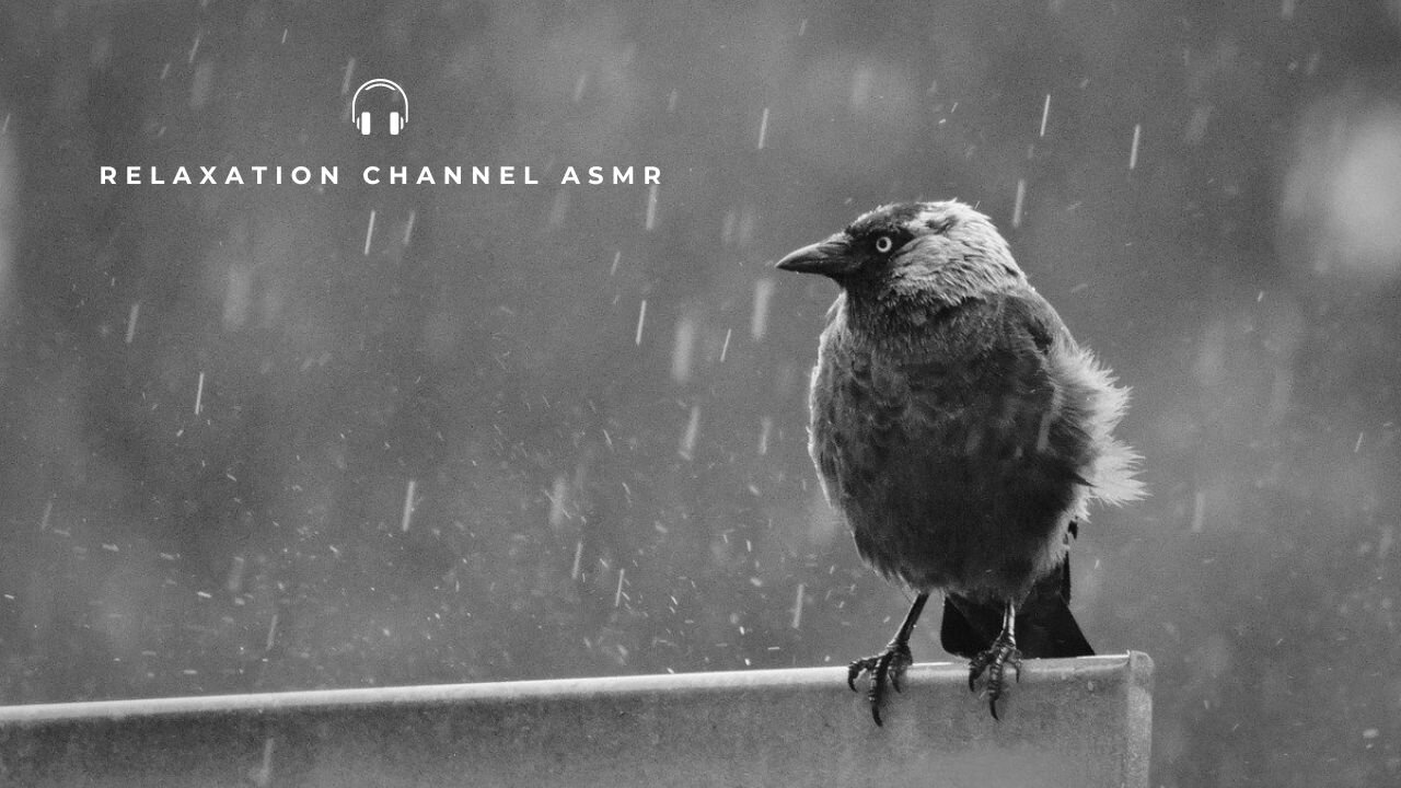 Rainy Day In The Forest With Birds Singing