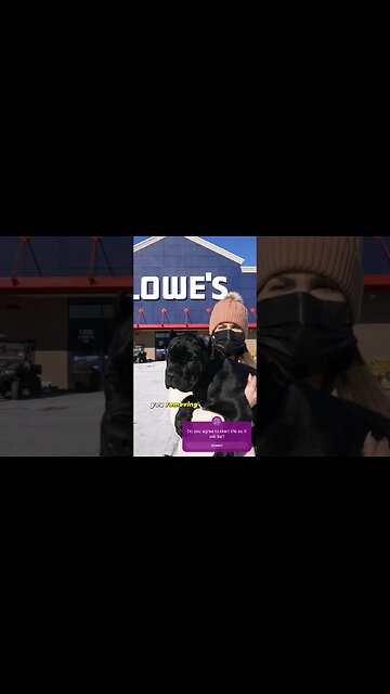 Immediately Do This Bringing Home a Cane Corso Puppy #shorts #canecorso #dog