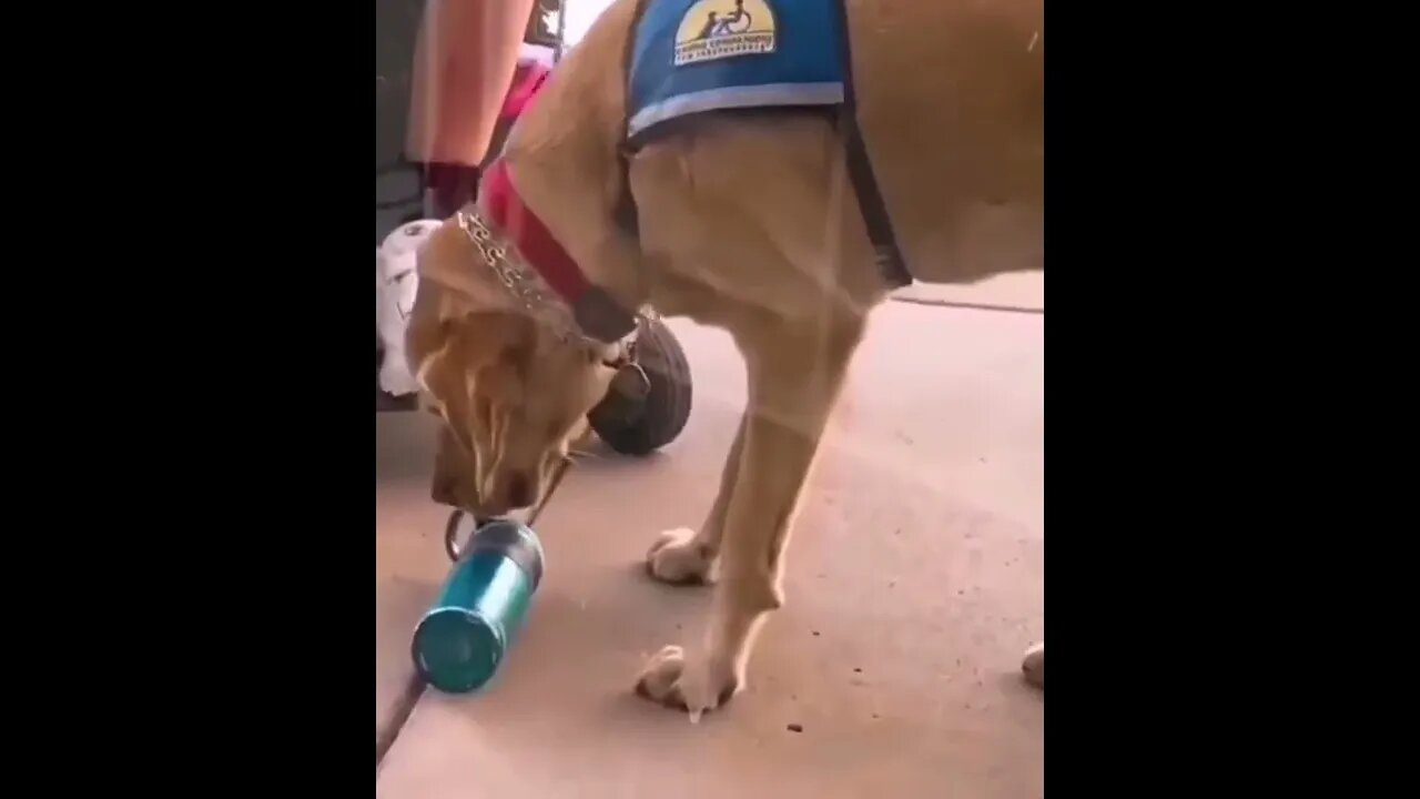 We don’t deserve dogs - I’m not crying, you’re crying