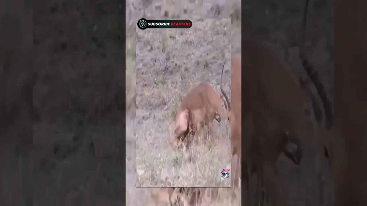 Wild Dogs vs Impala Wild Dogs attack on Impala #shorts