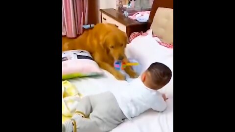 Golden retriever take care of baby