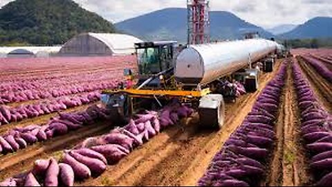 SHOCHU ALCOHOL Making Process From Sweet Potato in Winery - Sweet Potato Harvesting Machine