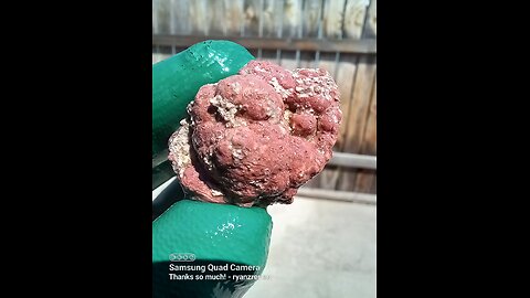 Family O' Thundereggs!
