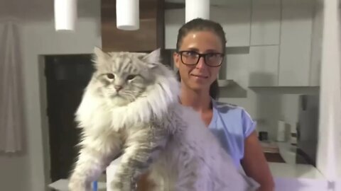 The BIGGEST CAT BREEDS In The World