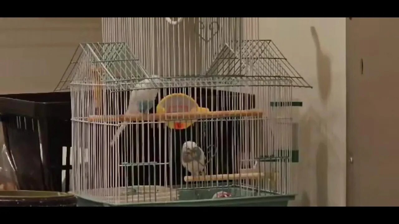 Funny Birds