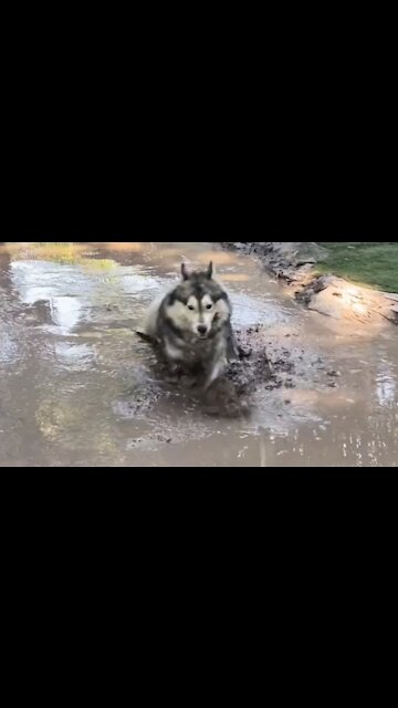 Stubborn husky playing in a pool of mud
