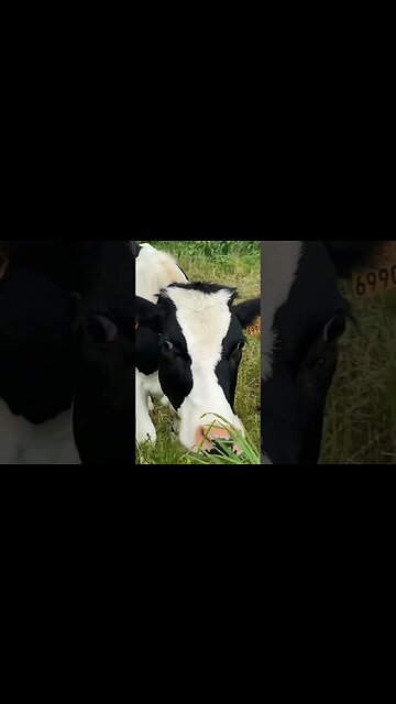 Extra-terrestrials feeding cows.