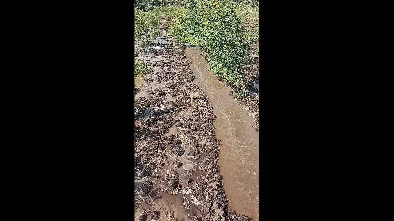 Indian Pond Heron spotted. वंचक