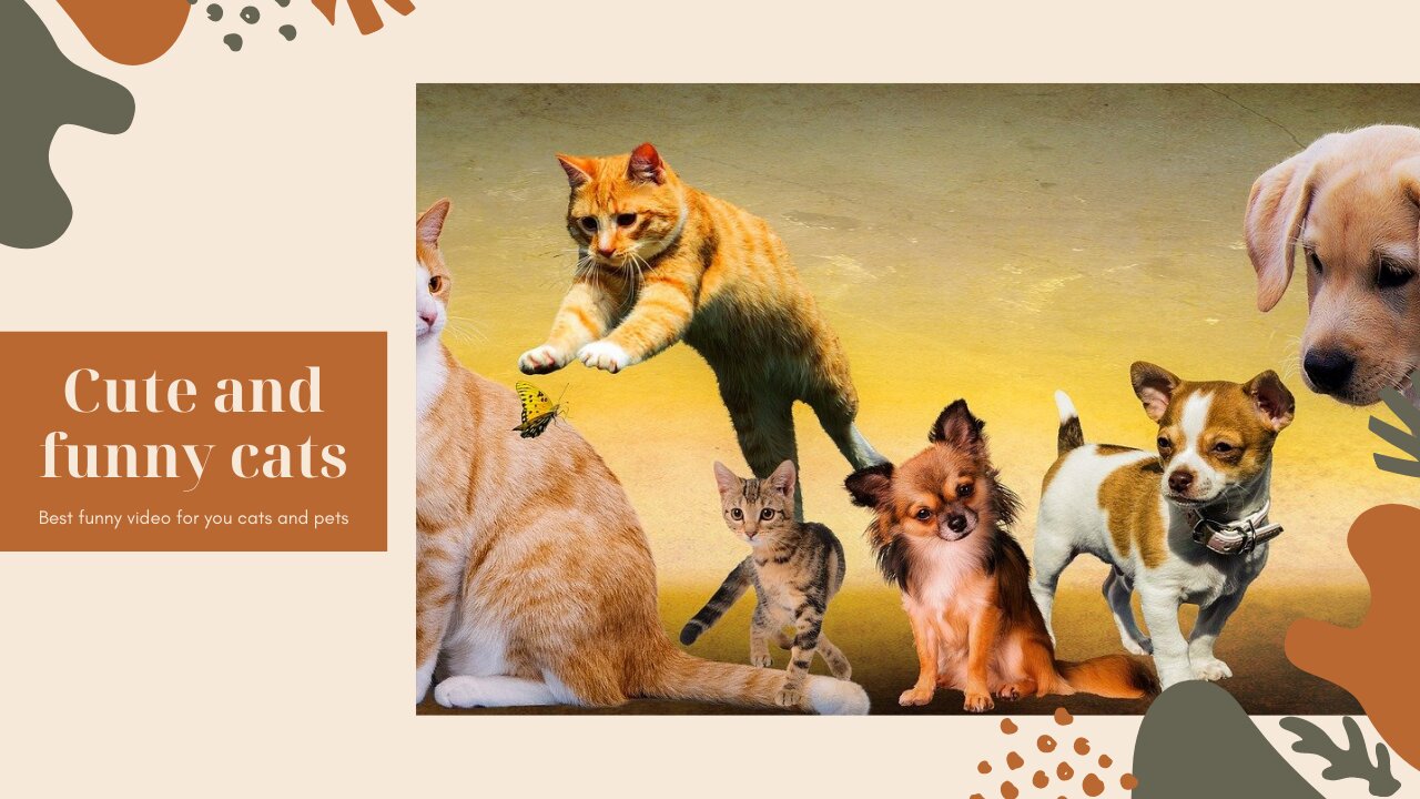 Funny and cute cats life 😺😺 cats and oner are the best funny video
