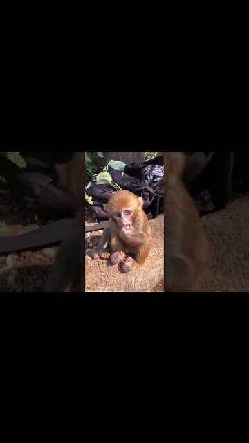 Most Amazing and trending video||relaxing your mind||trendig videos|| #shorts #trending #viral #live