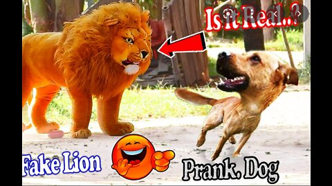 LION PRANK ON DOGS 2022