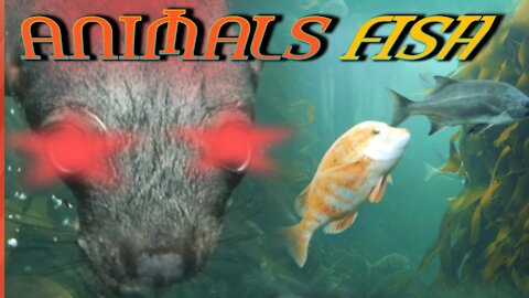 Animals fish video