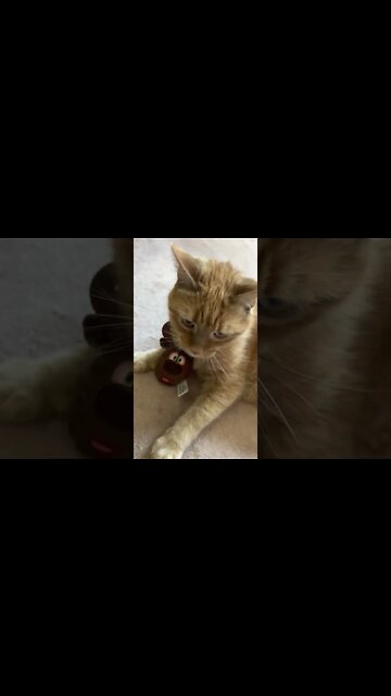 Cats are so Funny around Cat Nip