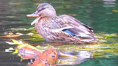 Female Mallard Ducks Take Their Turn on the Grooming Branch