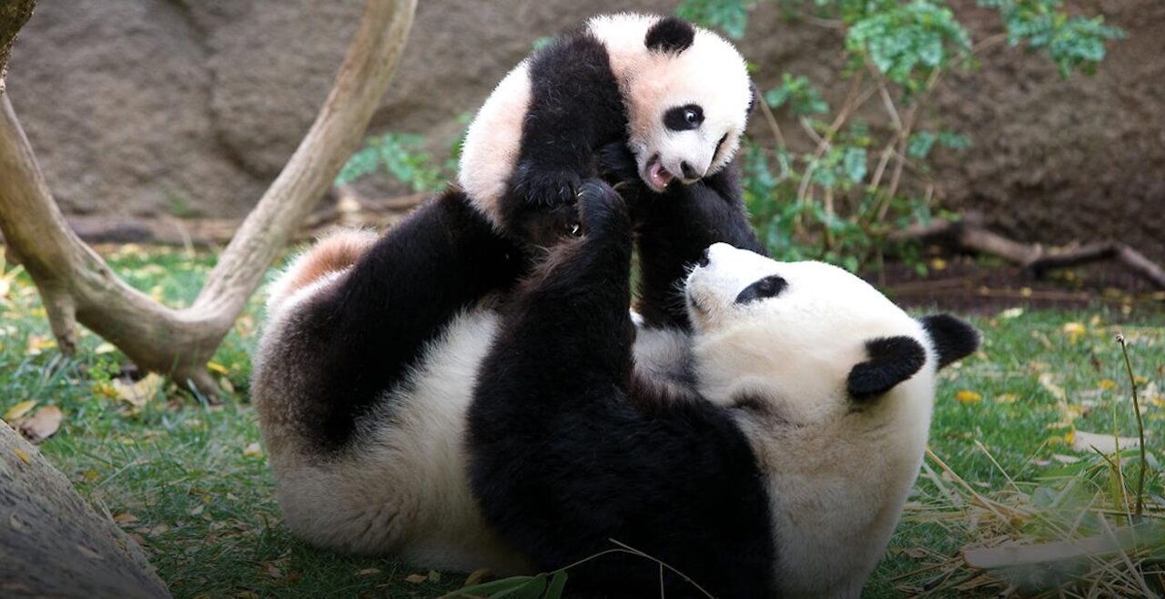 exciting-panda sees its premature cub for the first time