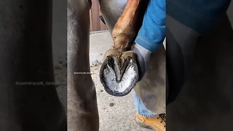 #samdracottfarrier #farrier #asmr #satisfying #satisfyingvideos #horses #fyp2