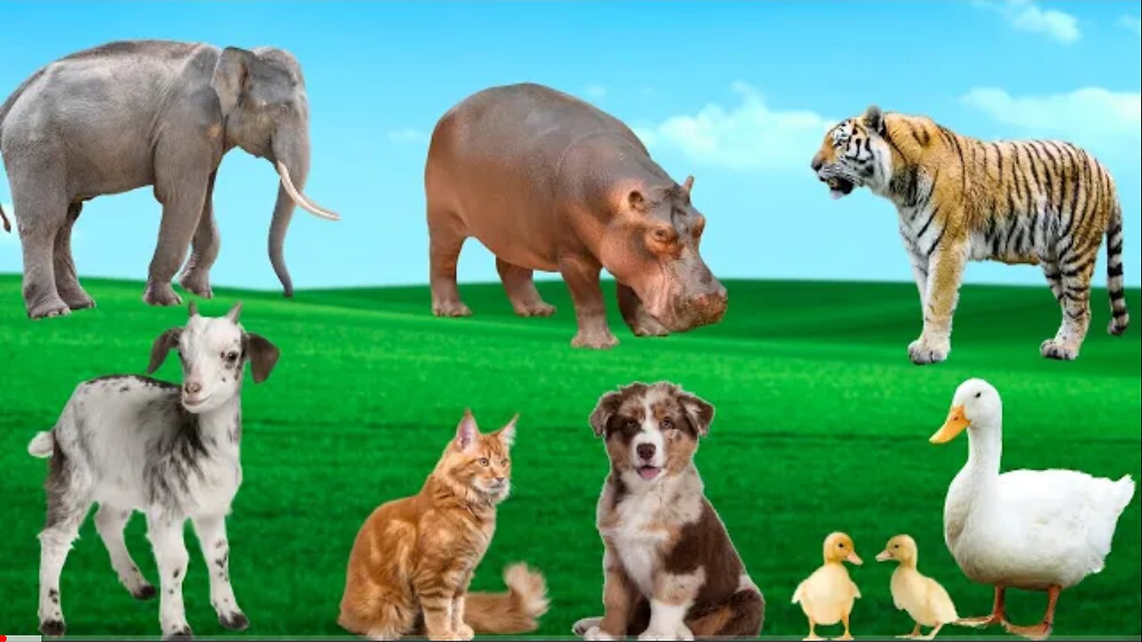 Amazing Animal Moments - Dogs, Cats, Goats, Tigers, Hippos - Familiar Animals