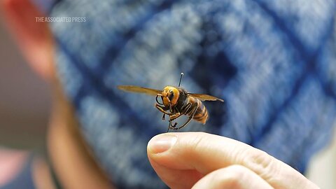 Invasive 'murder hornets' are wiped out in the US, officials say