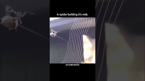 A spider building it's web