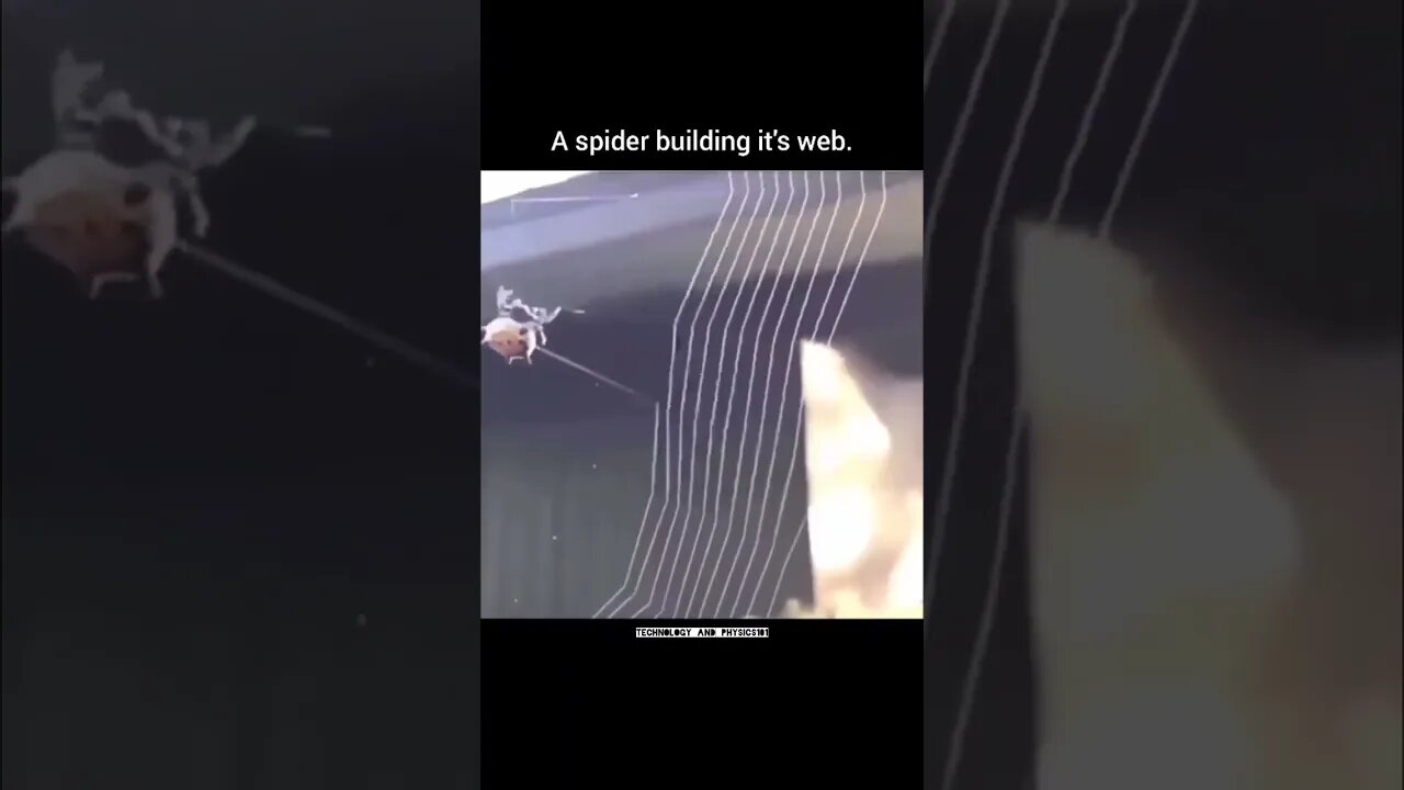 A spider building it's web