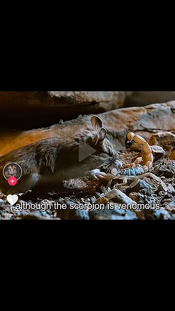 A fight between a scorpion and a mouse, a struggle for survival