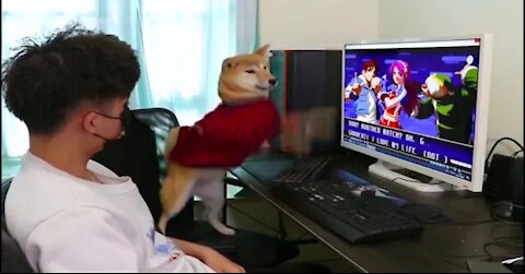 Funny Dog Playing Pc Games || Full Version