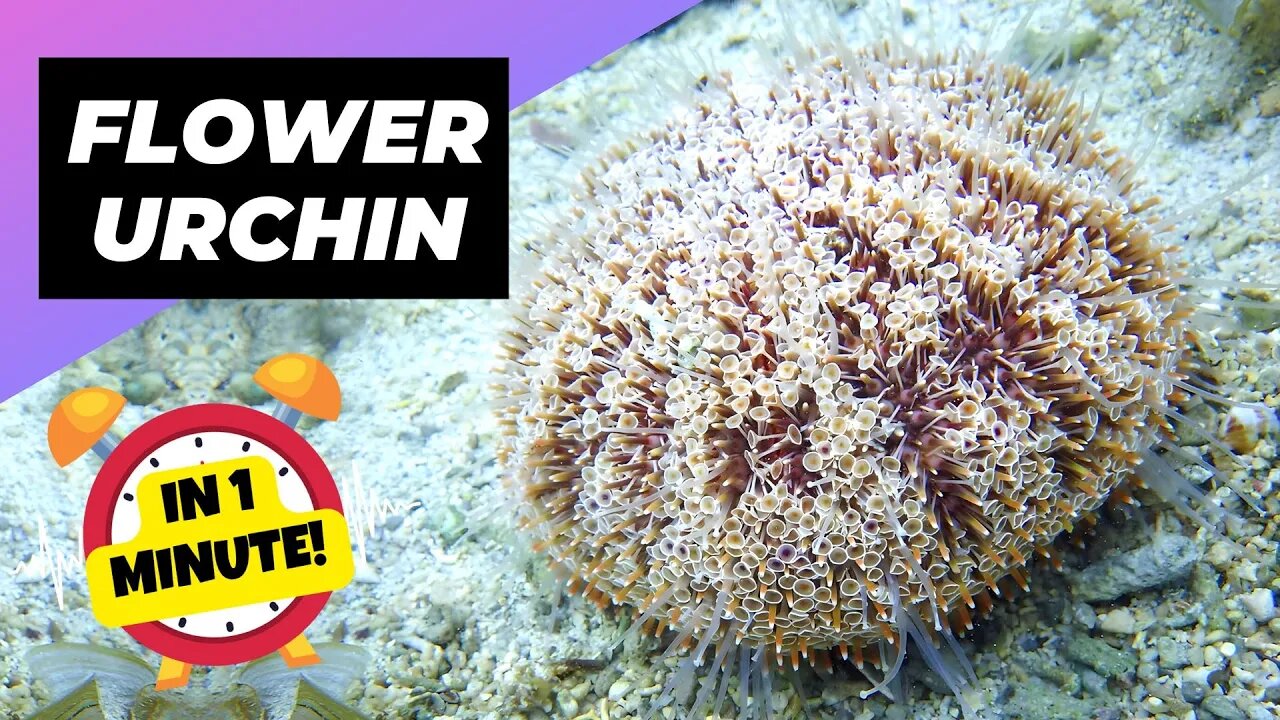 Flower Urchin - In 1 Minute! 🌊 One Of The Most Dangerous Ocean Creatures In The World