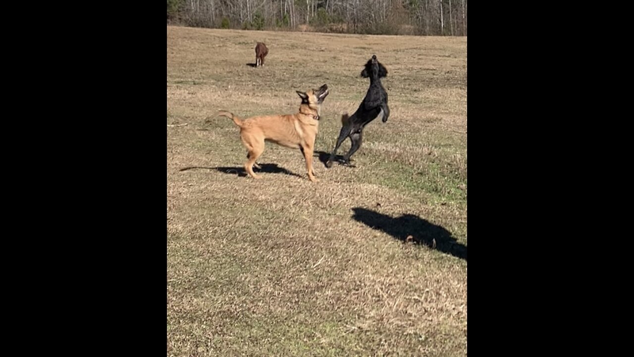 Exercise dogs using a drone