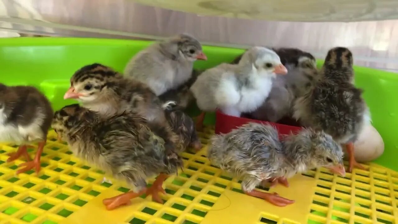 Trouble with incubator overheating in summer heat
