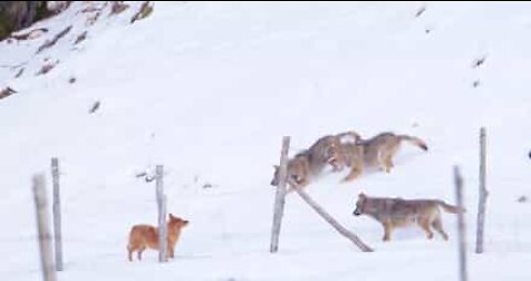 Koira onnistuu pakenemaan verenhimoisten susien hyökkäykseltä