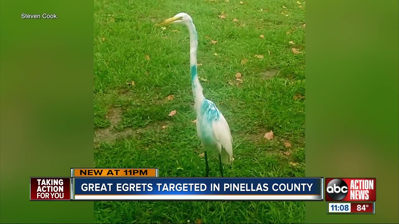 FWC investigating egrets shot with paintballs in Pinellas County