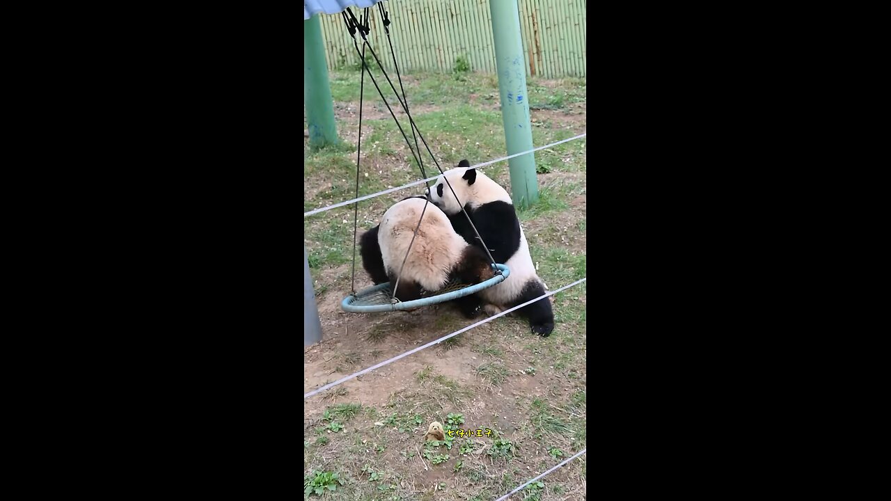 Panda babe’s playing time