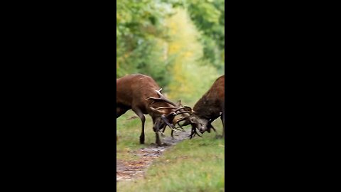 red deer