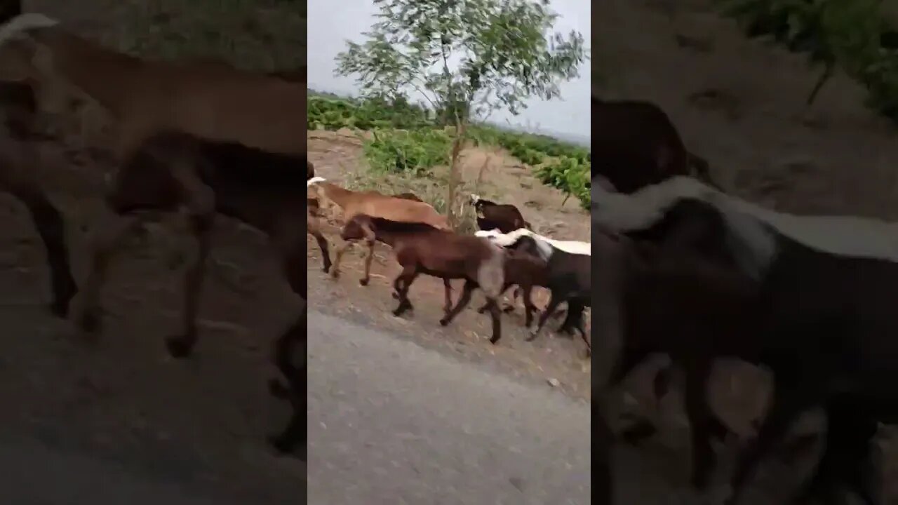 Goats are walking in a gang and blocking the highway,#shortvideo,#animal,#tourvlog,#goats,#animals